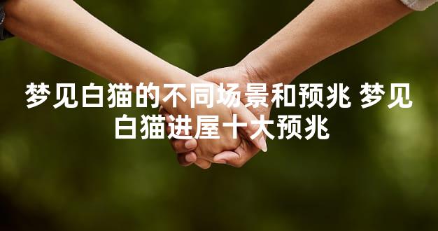 梦见白猫的不同场景和预兆 梦见白猫进屋十大预兆
